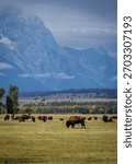 A herd of bison graze in the fields below the Teton range in Wyoming