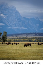 A herd of bison graze in the fields below the Teton range in Wyoming