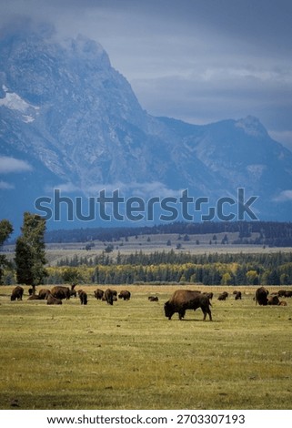 A herd of bison graze in the fields below the Teton range in Wyoming