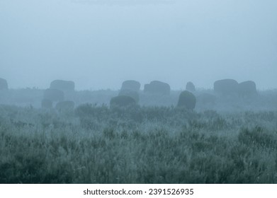 Herd Of Bison Graze In Foggy Hayden Valley in Yellowstone - Powered by Shutterstock