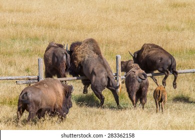 A Herd Of Bison Jumps Over A Ranch Fence