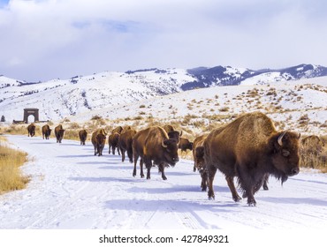 Herd of Bison Leaving Yellowstone Through the Roosevelt Arch