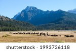 A herd of bison move through the Lamar Valley in Yellowstone National Park on a fall day under a clear blue sky.  The scene is reminiscent of the great migrations of the herds of the past
