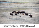 A herd of bison moves quickly along the Firehole River in Yellowstone National Park (near Midway Geyser Basin).
