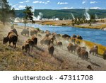 A herd of bison moves quickly along the Firehole River in Yellowstone National Park (near Midway Geyser Basin).