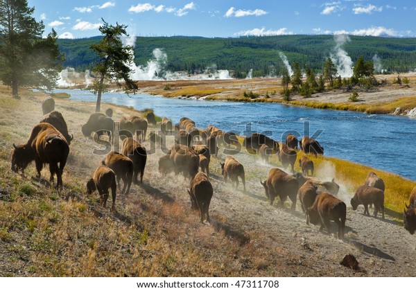 A herd of bison\
moves quickly along the Firehole River in Yellowstone National Park\
(near Midway Geyser Basin).