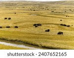 Herd of bison on the prairie in Yellowstone National Park
