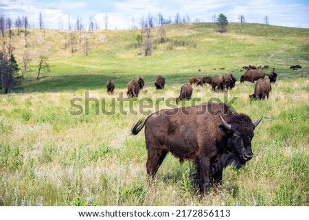 Herd of bison roaming across the open plains for Custer State Park in South Dakota. 