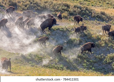 Herd Of Bison Stampede In Yellowstone National Park