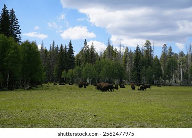 Herd of Bison stood in field 