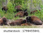 Herd of bison in the tree line on highway 3 on route to Yellowknife Northwest Territories Canada in a bison sanctuary 
