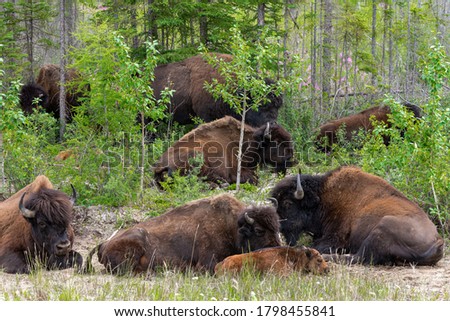 Herd of bison in the tree line on highway 3 on route to Yellowknife Northwest Territories Canada in a bison sanctuary 