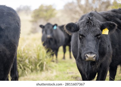 Herd of Black Angus beef cattle standing in green rural pasture under cloudy sky
