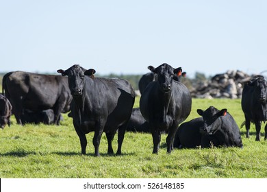 A Herd of Black Angus Cattle
