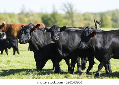 A Herd Of Black Angus Cattle