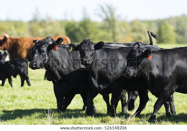 A Herd of Black Angus\
Cattle