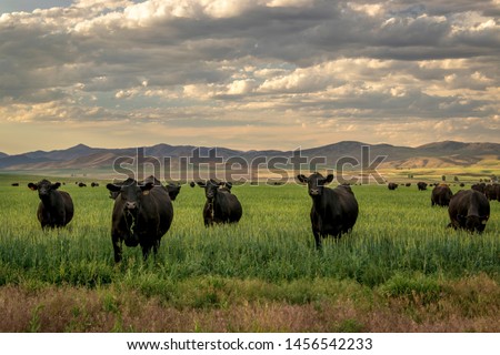 Herd of Black Angus cattle in grass field with evening sky
