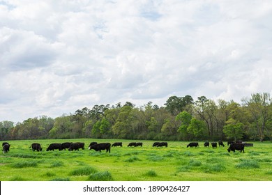 Herd of black Angus cattle in a lush green ryegrass spring pasture with cloudy sky negative space.
