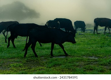 Herd of black cows walking on grass alongside each other between fog.