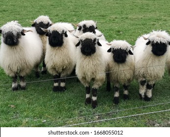 A Herd Of Black Nose Sheep In The Meadow.