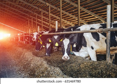 Herd of black and white cows eating hay in modern cowshed, milk farm concept. Sunlight effect 