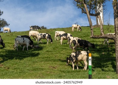 A herd of black and white diary cows grazes peacefully amidst the lush green hills of Ambewela Farm in Sri Lanka - little New Zealand
