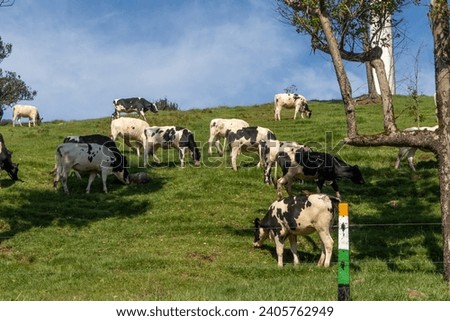 A herd of black and white diary cows grazes peacefully amidst the lush green hills of Ambewela Farm in Sri Lanka - little New Zealand