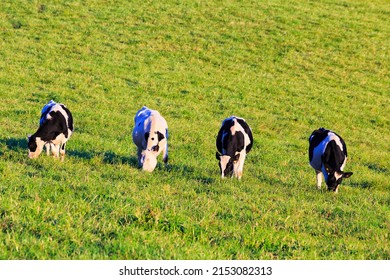 Herd of black and white mild cows on a remote diary farm in Bega valley of Australia.