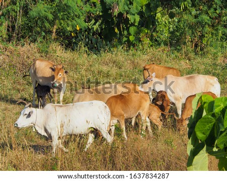 A herd of Blackcolor,whitecolor  ,Brown color cows walking in grassy field