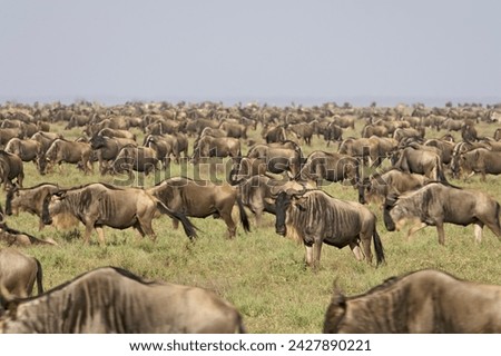 Herd of blue wildebeest (brindled gnu) (connochaetes taurinus), serengeti national park, tanzania, east africa, africa