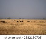 A herd of blue wildebeest (Connochaetes taurinus) on the great northbound march. Taken in the Serengeti in Tanzania.