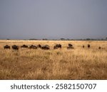 A herd of blue wildebeest (Connochaetes taurinus) on the great northbound march. Taken in the Serengeti in Tanzania.