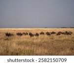 A herd of blue wildebeest (Connochaetes taurinus) on the great northbound march. Taken in the Serengeti in Tanzania.