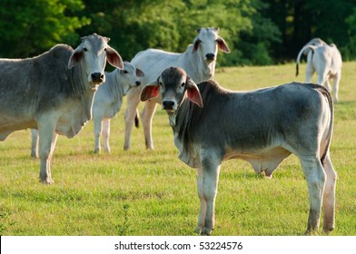 A Herd Of Brahma Cattle