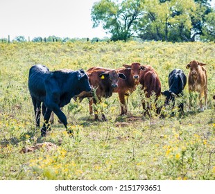 Herd Of Brahma Cattle In A Pasture