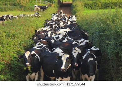 Cattle Herd Images, Stock Photos & Vectors | Shutterstock