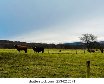 A herd of brown Highland cows (Scottish cattle) grazing peacefully in an open field, with a soft golden light highlighting their silhouettes. Ideal for agricultural or nature-themed projects. - Powered by Shutterstock