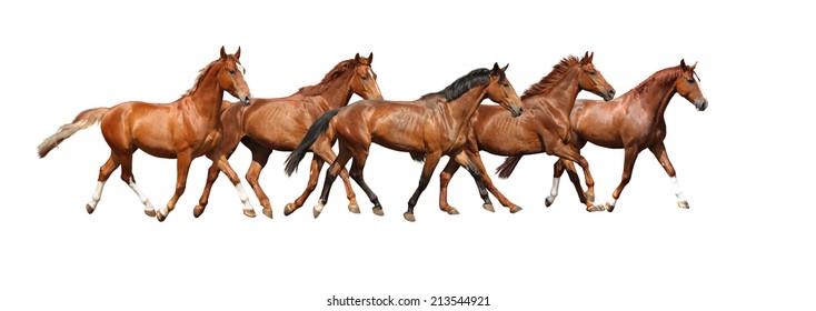 Brown Horse Running High Res Stock Images Shutterstock