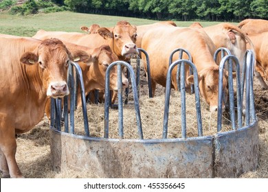 Cow Feeder Images Stock Photos Vectors Shutterstock