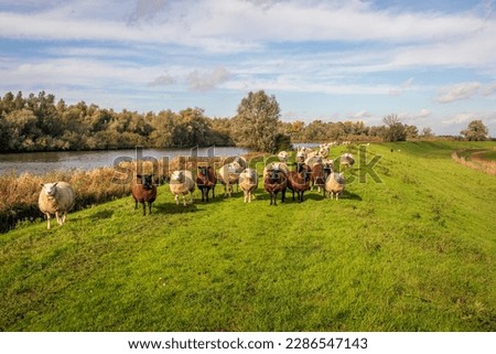 Herd of brown and white sheep stand on a dike along the water while curiously looking at the photographer. The photo was taken in a Dutch nature reserve on a sunny day in the autumn season.