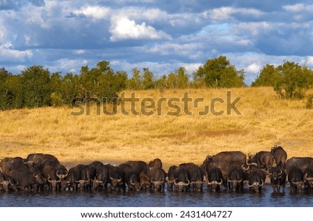 Herd of Buffalo drinking at a Hwange waterhole in Zimbabwe