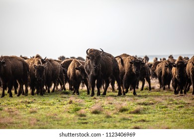 Herd of Buffalo in the Flint Hills of Kansas