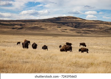 Herd of Buffalo in Southern Alberta Canada Under Blue Sky