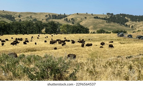 herd of buffalo in the yellow fields of Custer State Park