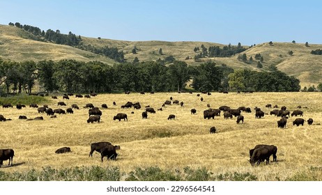 herd of buffalo in the yellow fields of Custer State Park