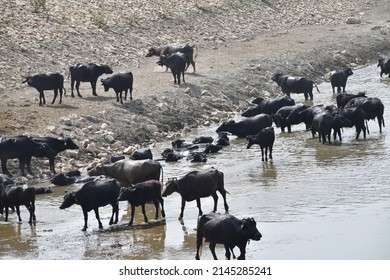 3,427 Female water buffalo Images, Stock Photos & Vectors | Shutterstock