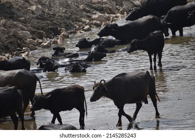 3,427 Female water buffalo Images, Stock Photos & Vectors | Shutterstock