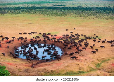 Herd Of Buffaloes In Water Hole