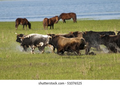 Herd Of Bulls Running Through Water