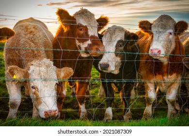 A herd of bulls trapped behind barbed wire in Ireland